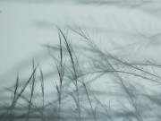 Grass